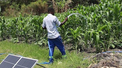 watering maize