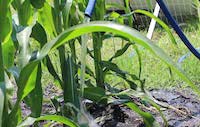 watering maize close up